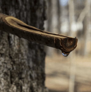 A maple sugar tap